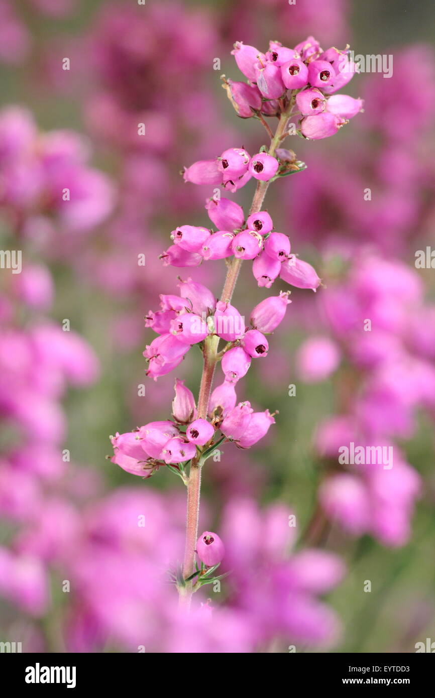 Bruyère cendrée (erica cinerea) croissant sur la lande dans le Derbyshire Peak District National Park, Royaume-Uni Banque D'Images