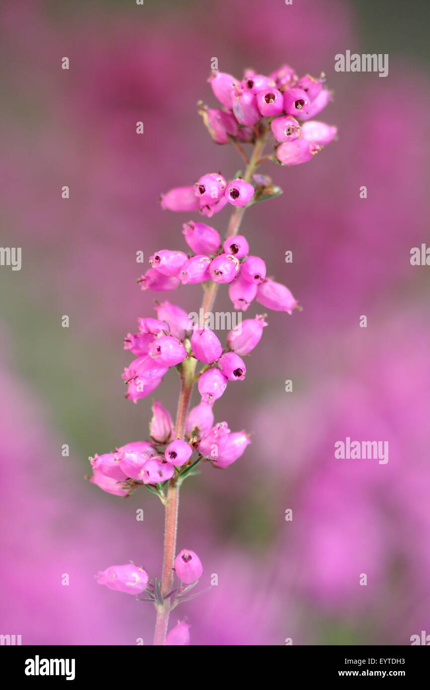 Bruyère cendrée (erica cinerea) croissant sur la lande dans le Derbyshire Peak District National Park, Royaume-Uni Banque D'Images