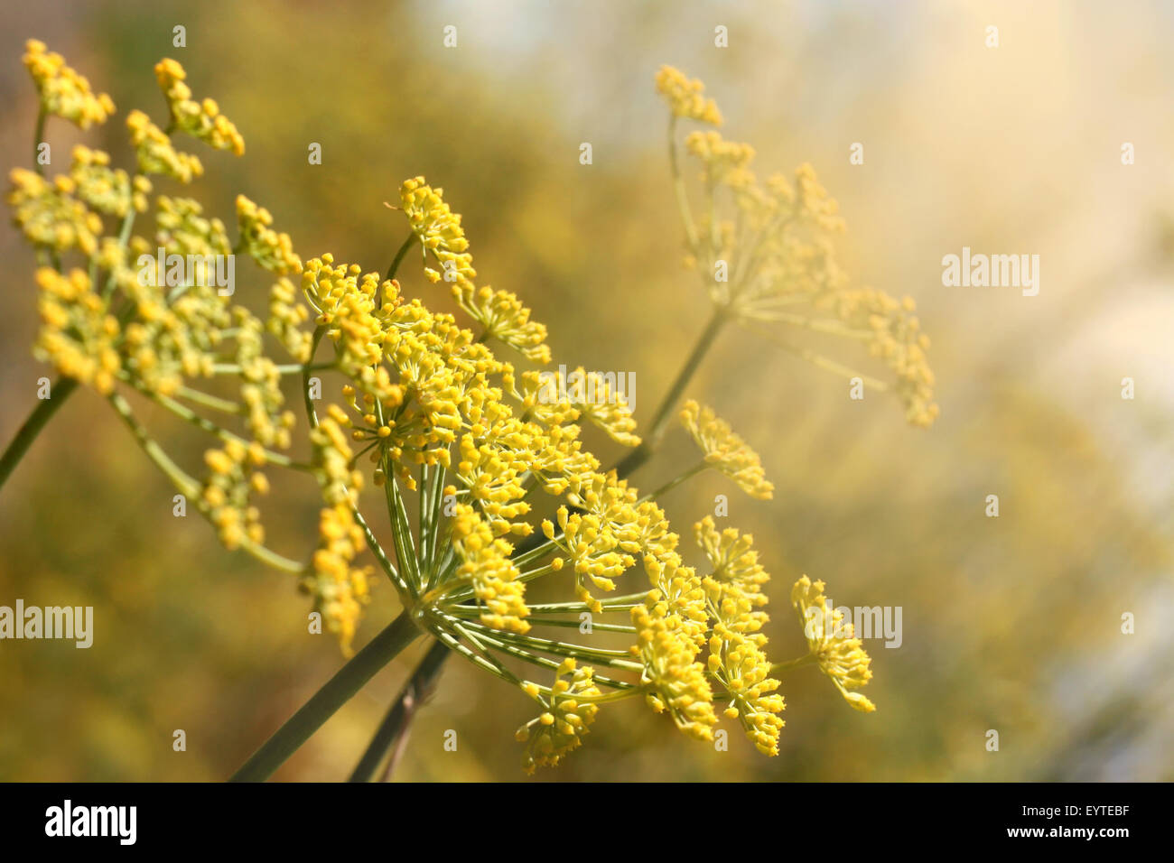 Route de campagne près de fleurs jaunes Banque D'Images