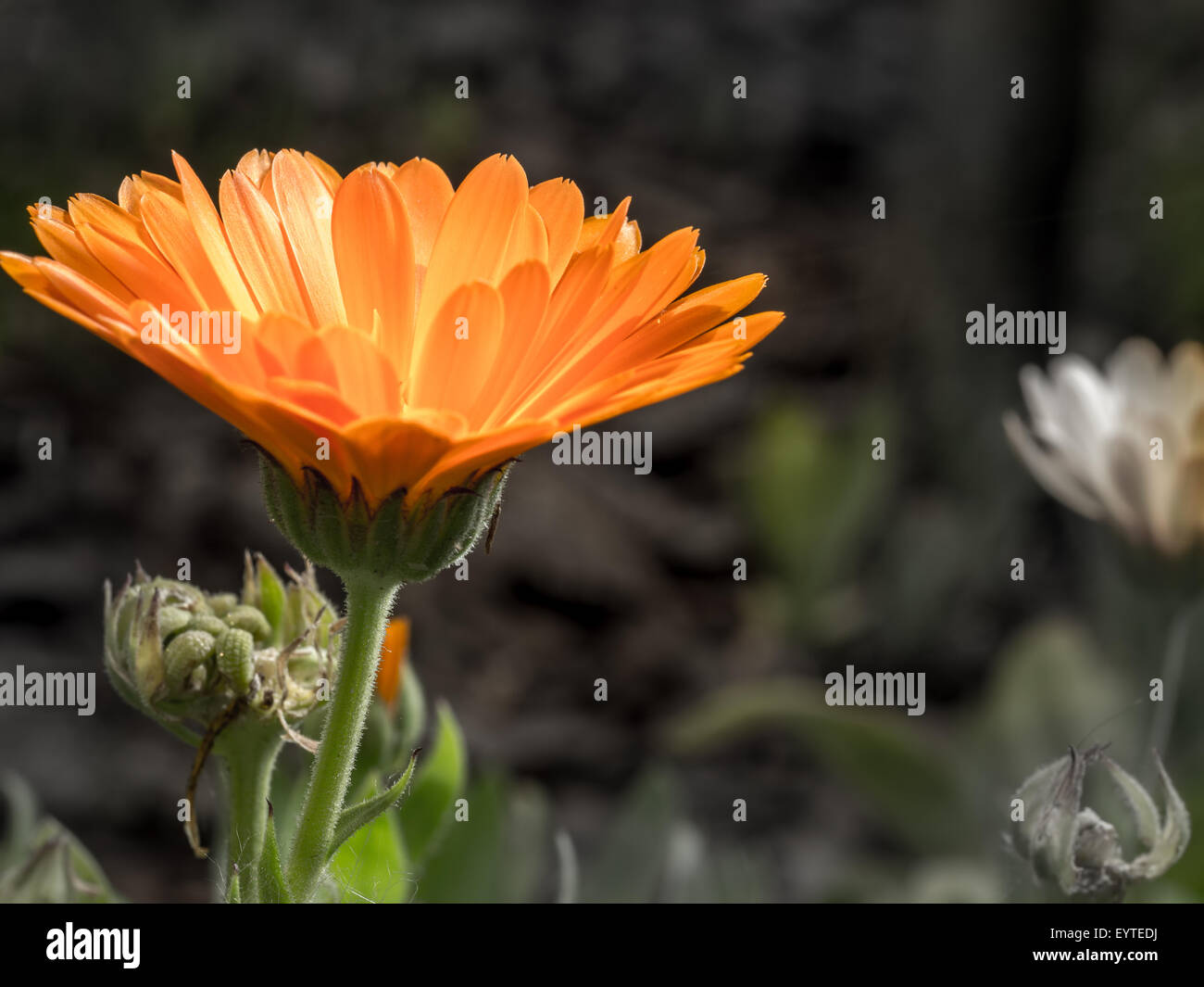 Photo de gros plan de fleurs de souci orange blossom Banque D'Images