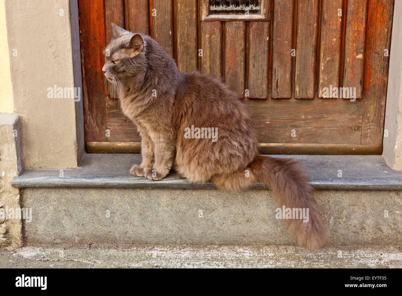 Chat à poil touffu Banque D'Images