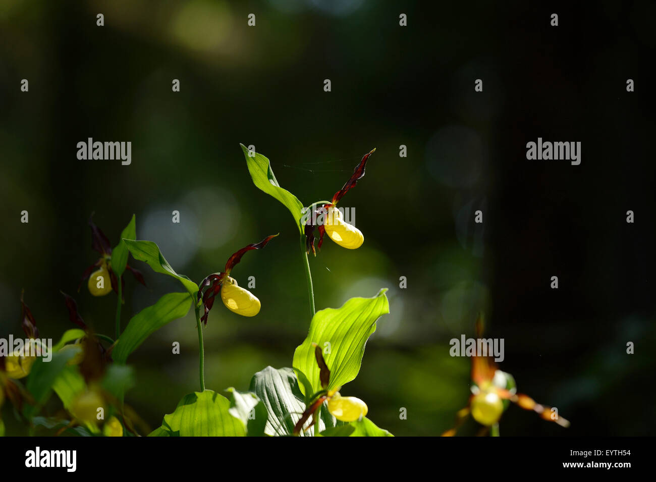 Lady's Slipper orchid, Cypmellowdium calceolus, fleurs, jaune, close-up Banque D'Images