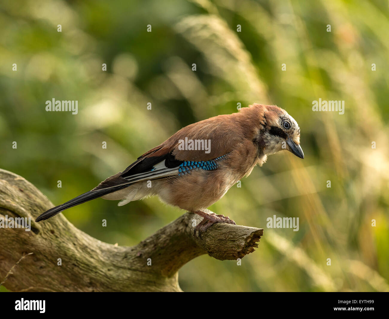 Eurasian Jay représenté perché sur une vieille souche d'arbre en bois délabrées. 'Isolés contre un arrière-plan lumineux vert forêt' Banque D'Images