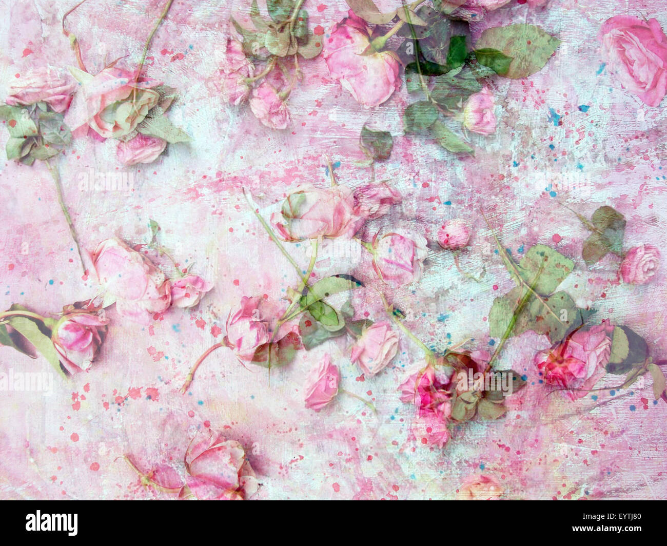 Montage de roses roses sur un fond peint Banque D'Images