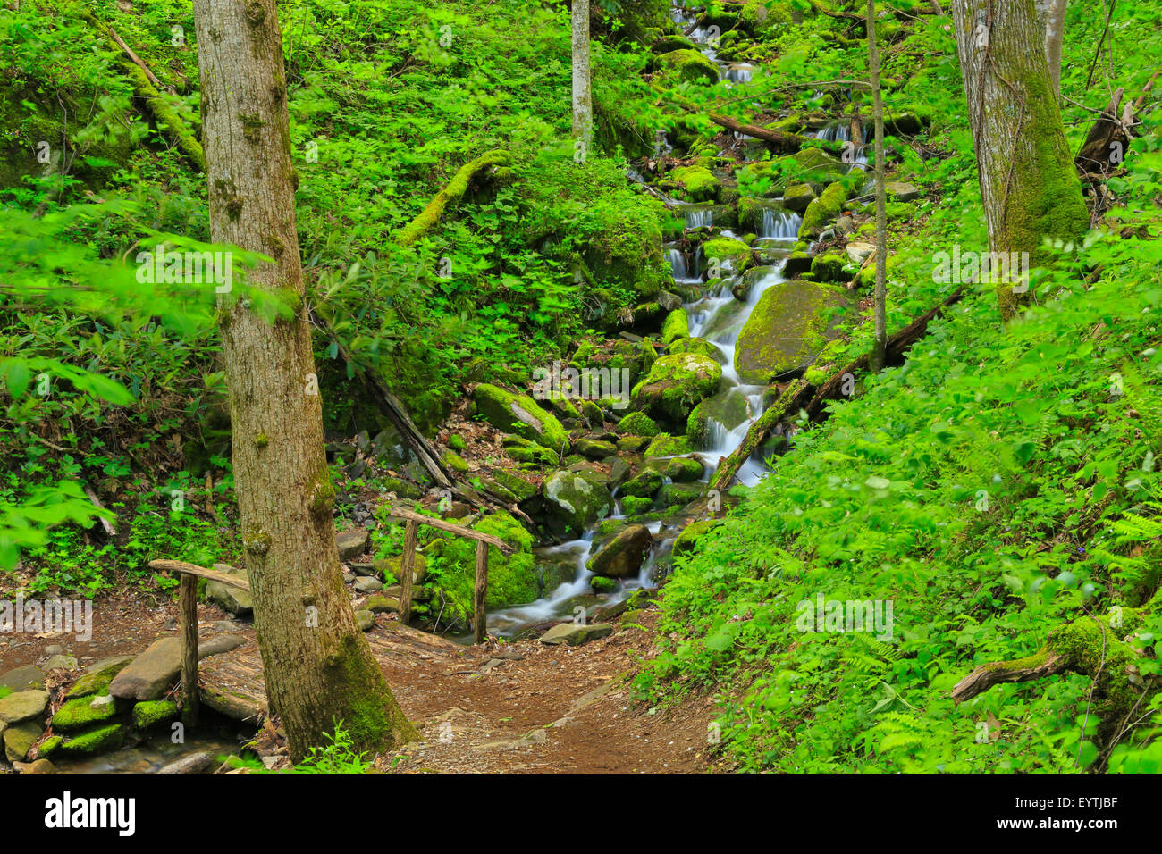 Sentier de la nature de l'anse, les cheminées de pique-nique, Great Smoky Mountains National Park, California, USA Banque D'Images