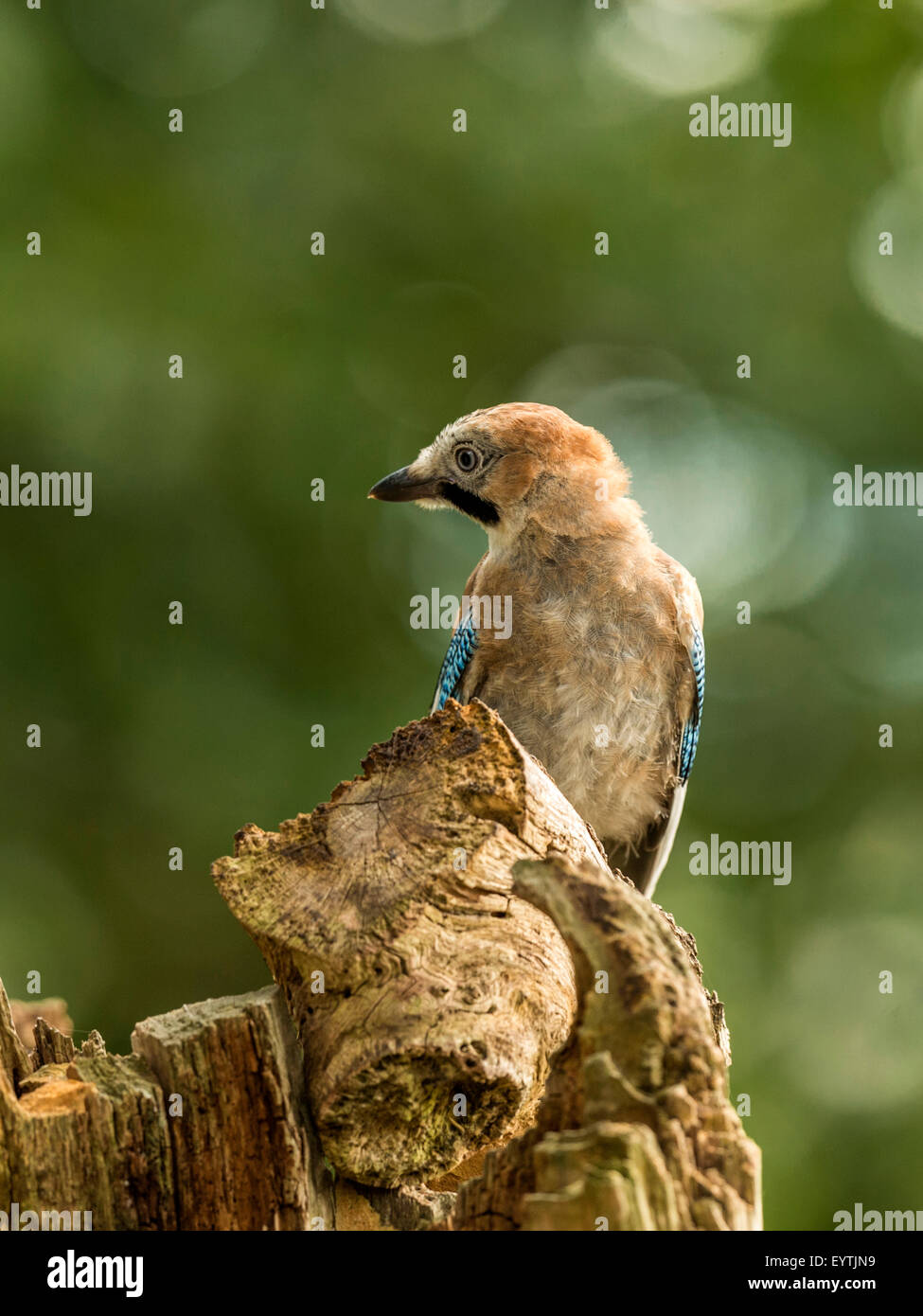 Eurasian Jay représenté perché sur une vieille souche d'arbre en bois délabrées. 'Isolés contre un arrière-plan lumineux vert forêt' Banque D'Images