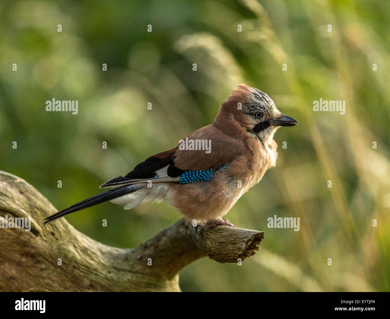 Eurasian Jay représenté perché sur une vieille souche d'arbre en bois délabrées. 'Isolés contre un arrière-plan lumineux vert forêt' Banque D'Images