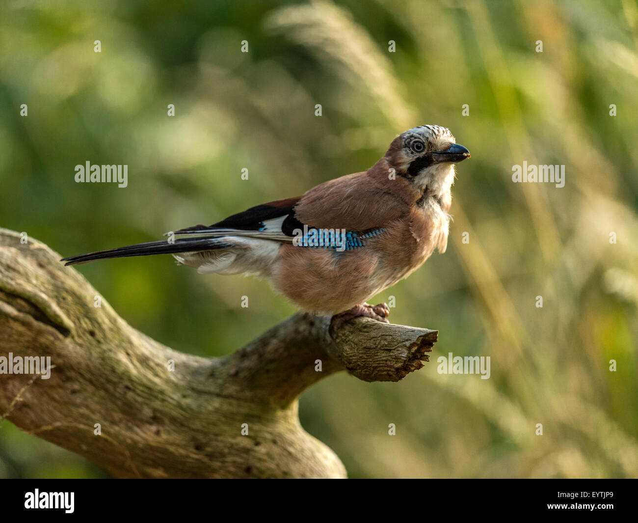 Eurasian Jay représenté perché sur une vieille souche d'arbre en bois délabrées. 'Isolés contre un arrière-plan lumineux vert forêt' Banque D'Images