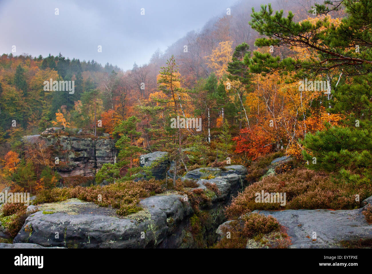 L'automne, bois, coloration automnale, "Kleiner Winterberg', Suisse de Saxe, Parc National, Allemagne Banque D'Images