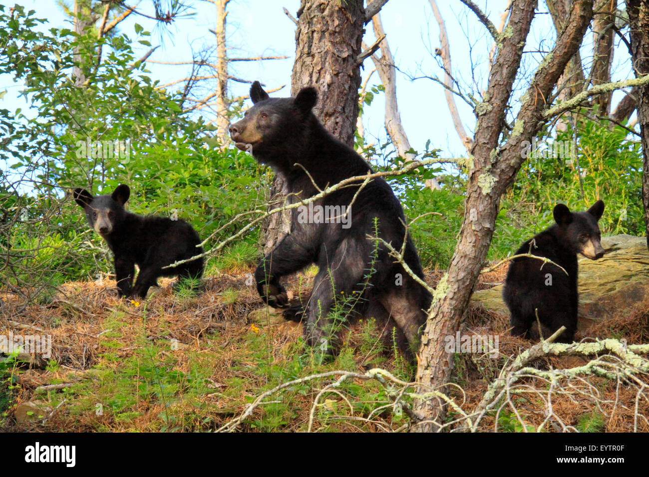L'ours noir et d'oursons près de Skyline Drive, Blackrock Mountain, Shenandoah National Park, Virginia, USA Banque D'Images
