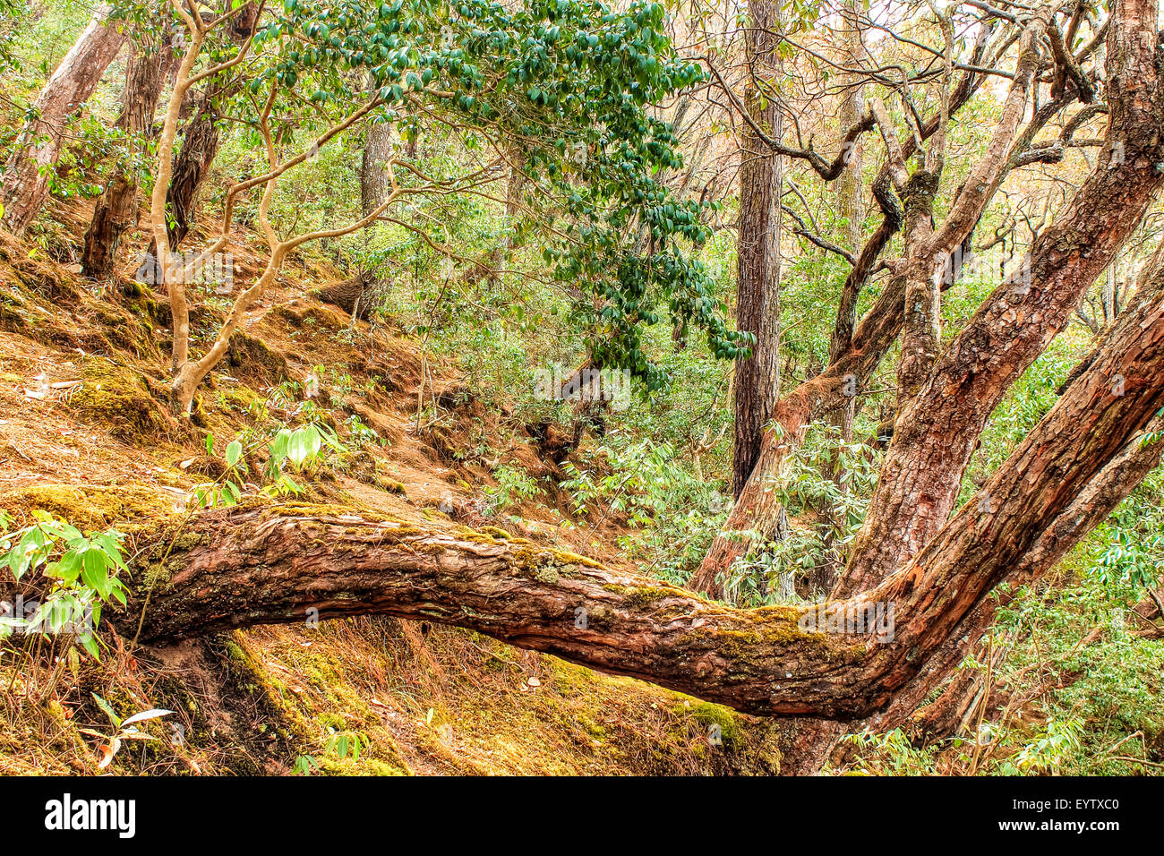 Panneaux et défiguré arbre dans une forêt de rhododendrons à daman, palung, district de Makawanpour au Népal Banque D'Images