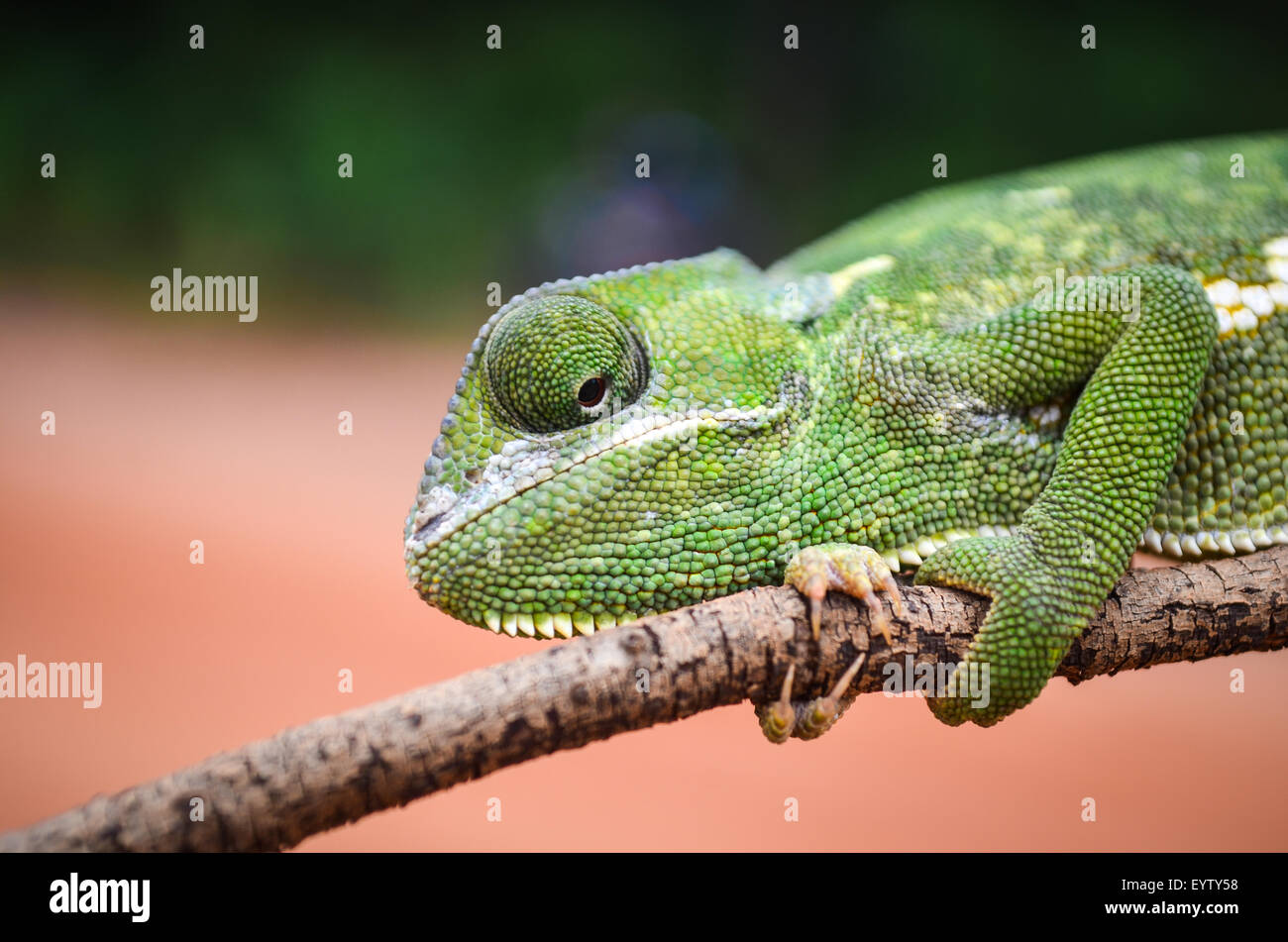 Chameleon à bas/arrière sur une branche, le tenant serré Banque D'Images