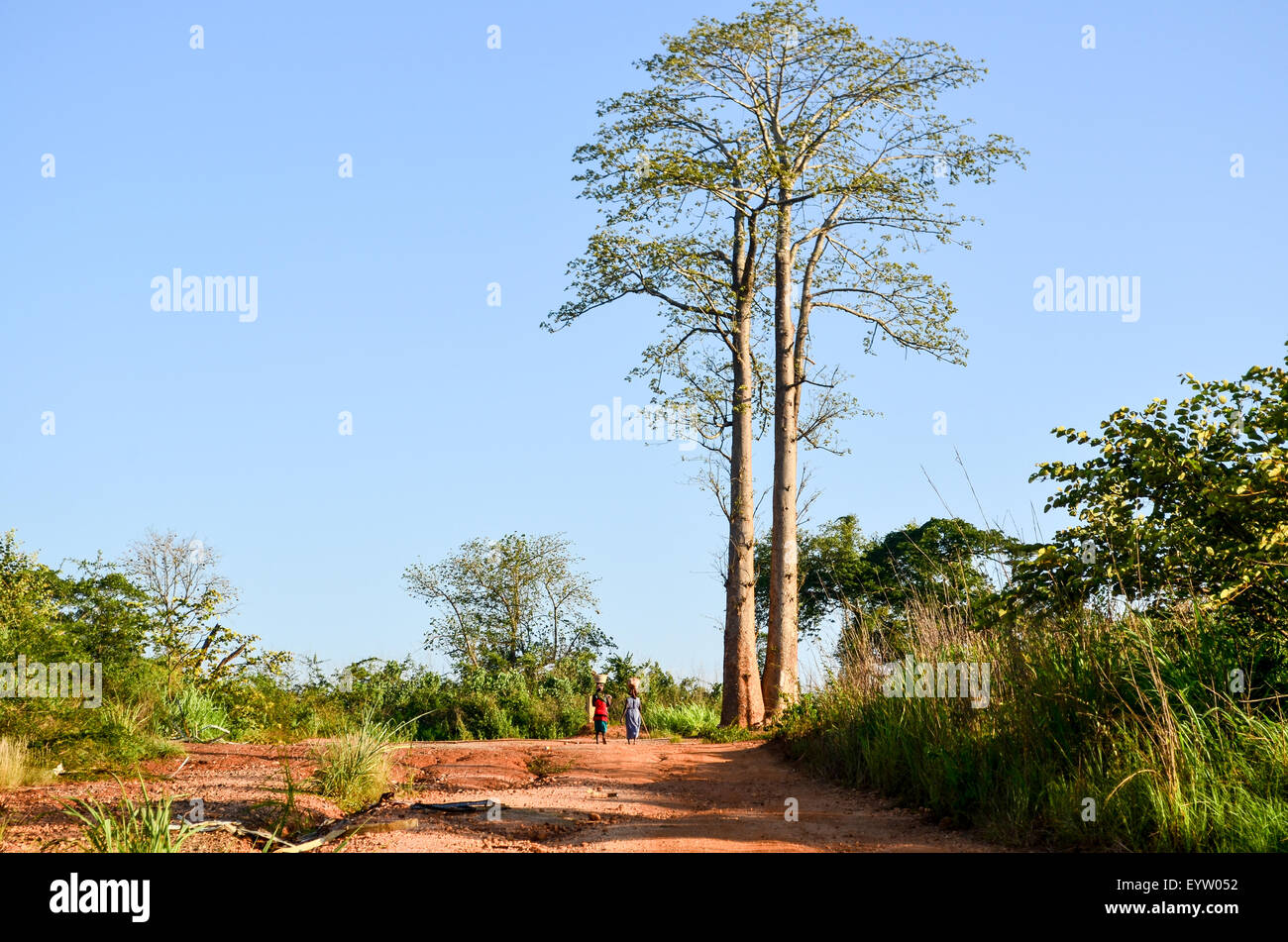 Deux femmes marchant par de très grands arbres en Angola et portant des paniers sur leur tête Banque D'Images