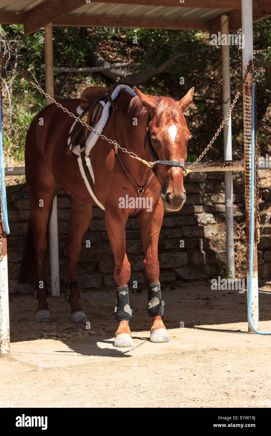 Un cheval baie brune est ligotée et prêt pour le toilettage Banque D'Images