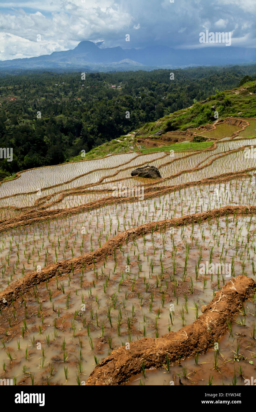 Terrasses de riz en octobre, près de Bambalu, Tana Toraja, Sulawesi du Sud, Indonésie. Banque D'Images