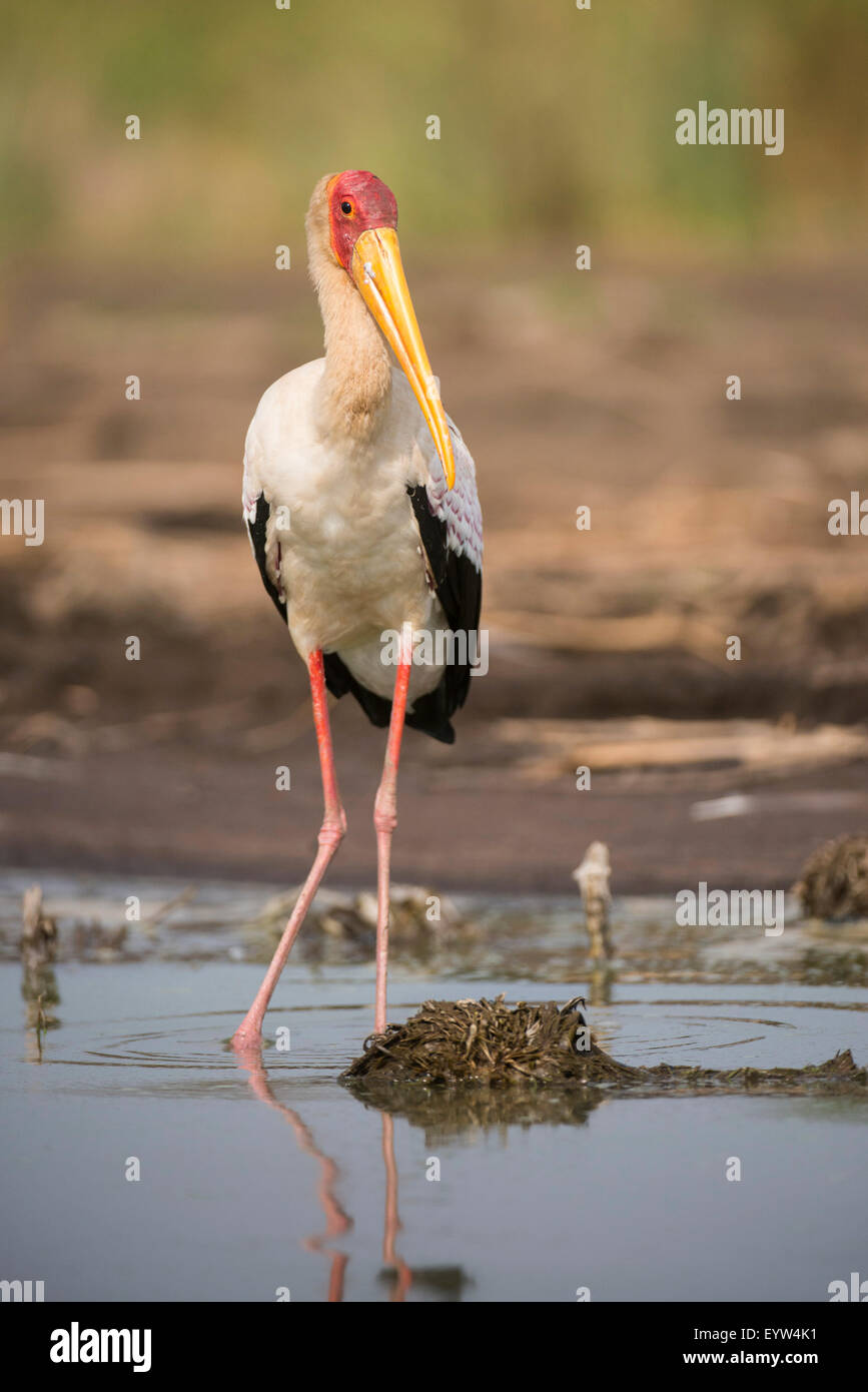Yellow-billed stork (Mycteria ibis), Lac Chamo, le Parc National de Nechisar, Ethiopie Banque D'Images