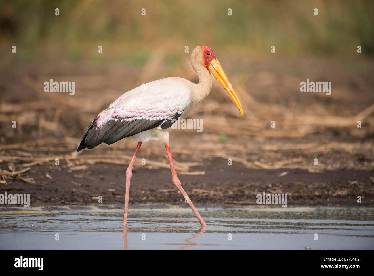 Yellow-billed stork (Mycteria ibis), Lac Chamo, le Parc National de Nechisar, Ethiopie Banque D'Images