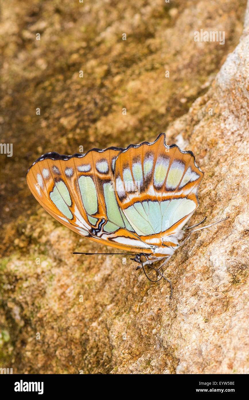 Un adulte au repos papillon Malachite Banque D'Images