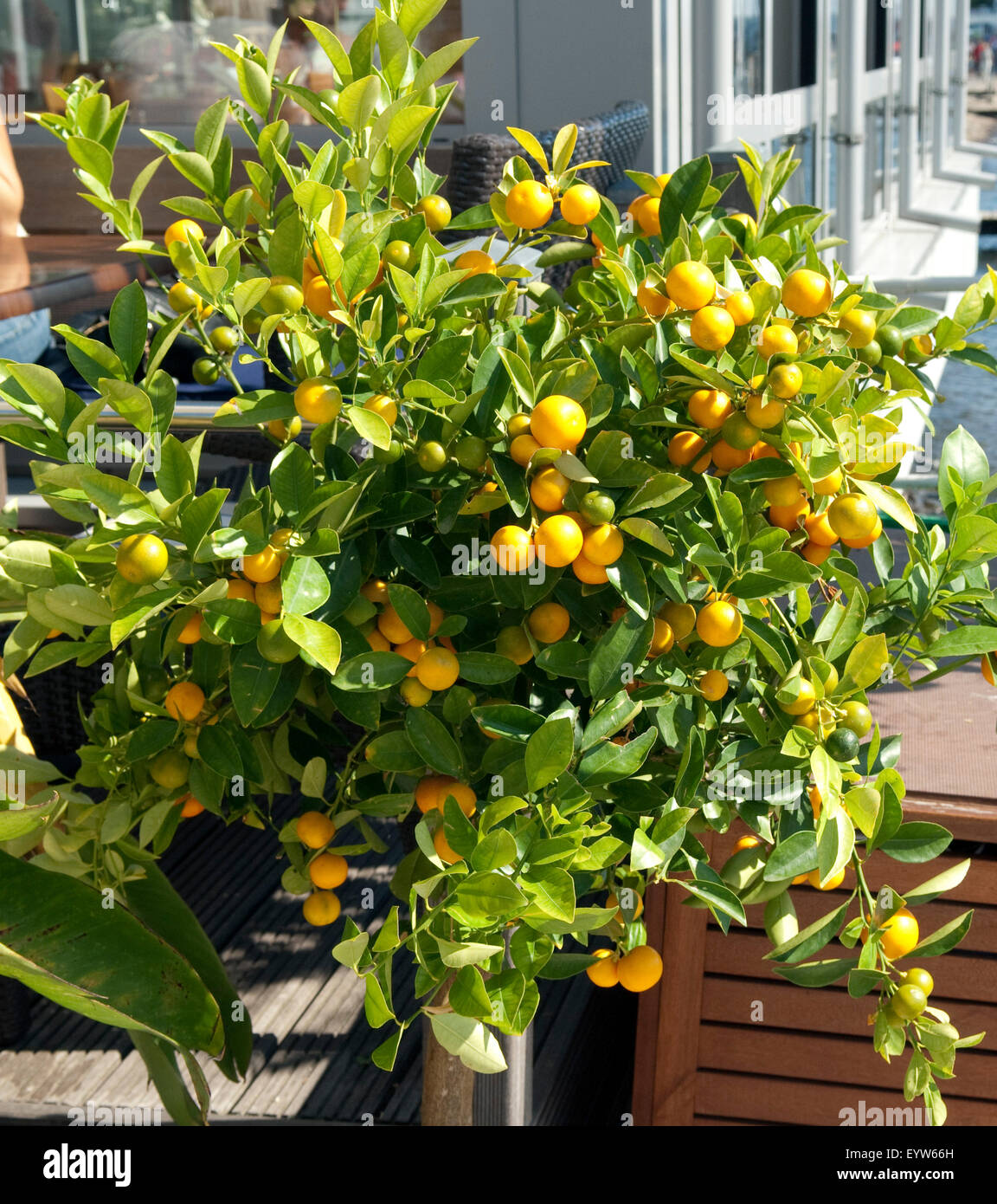 Orangenbaum, Orange, Citrus sinensis,, Banque D'Images