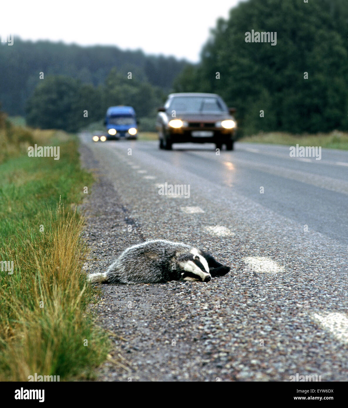 Blaireau mort sur une route de Suède - vraisemblablement heurté par un véhicule. Banque D'Images