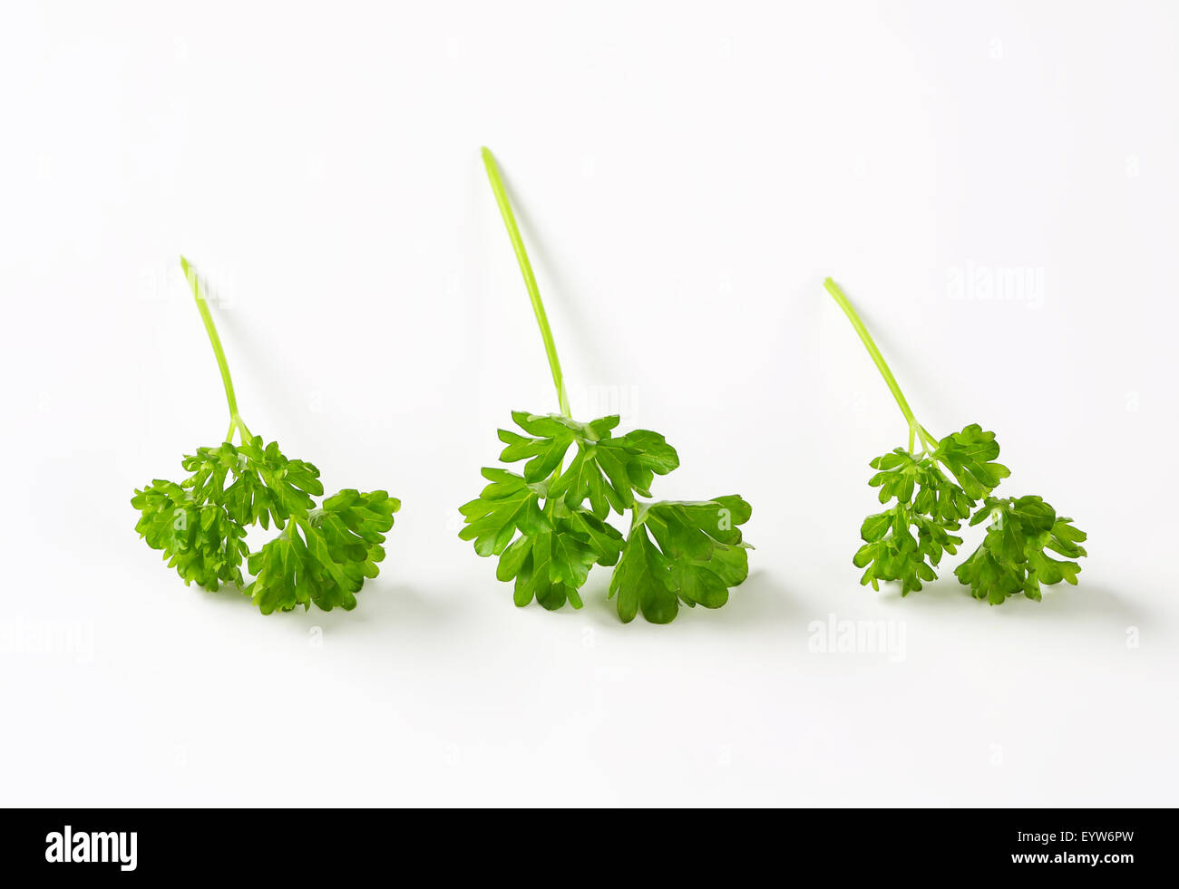 De persil frais - studio shot Banque D'Images