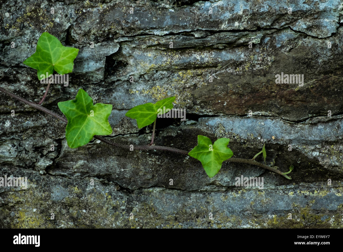 Feuilles de lierre sur le mur de pierre Banque D'Images