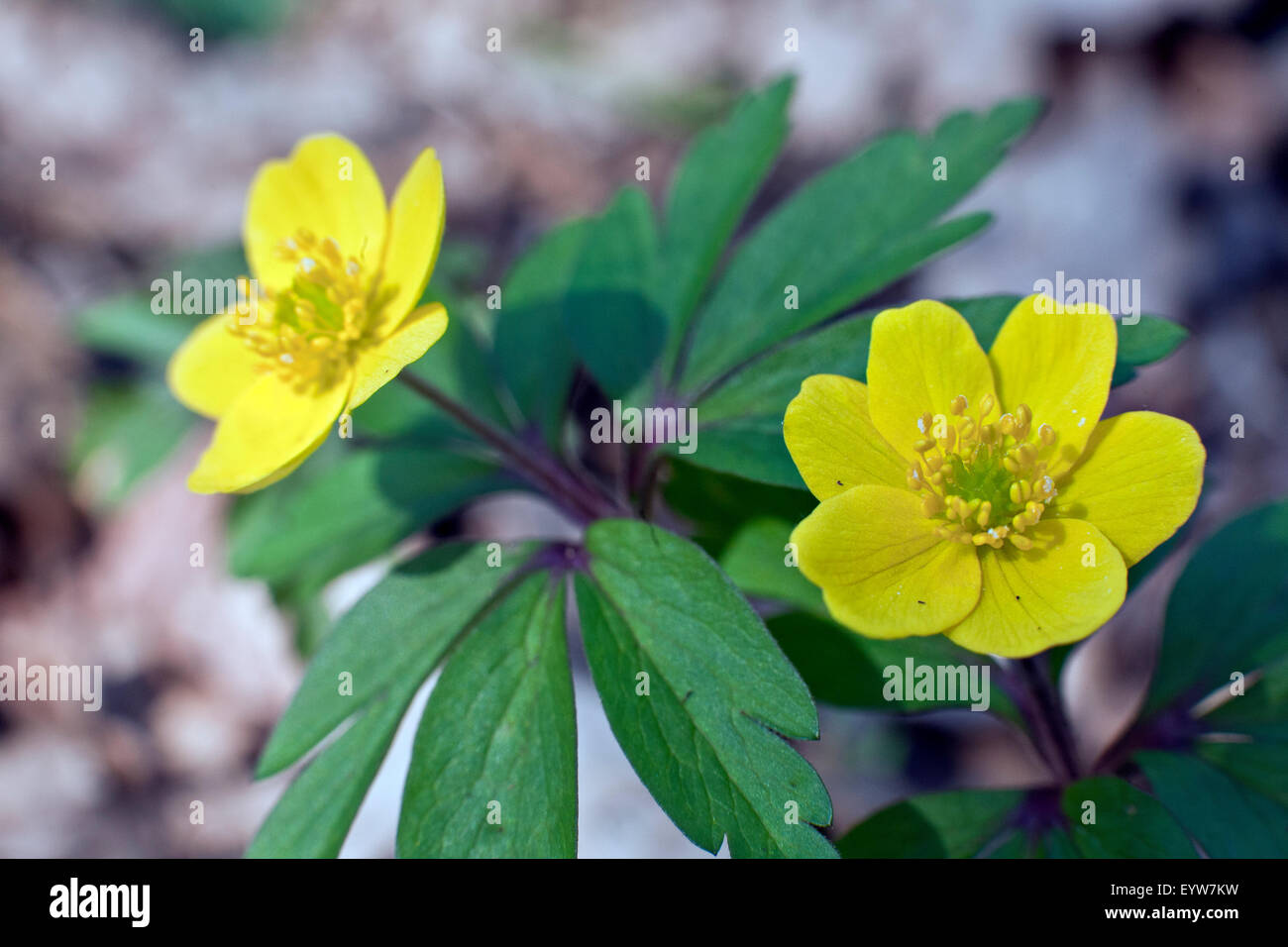 Anemone ranunculoides anémone jaune, le jaune, l'anémone des bois ou anemone buttercup Banque D'Images