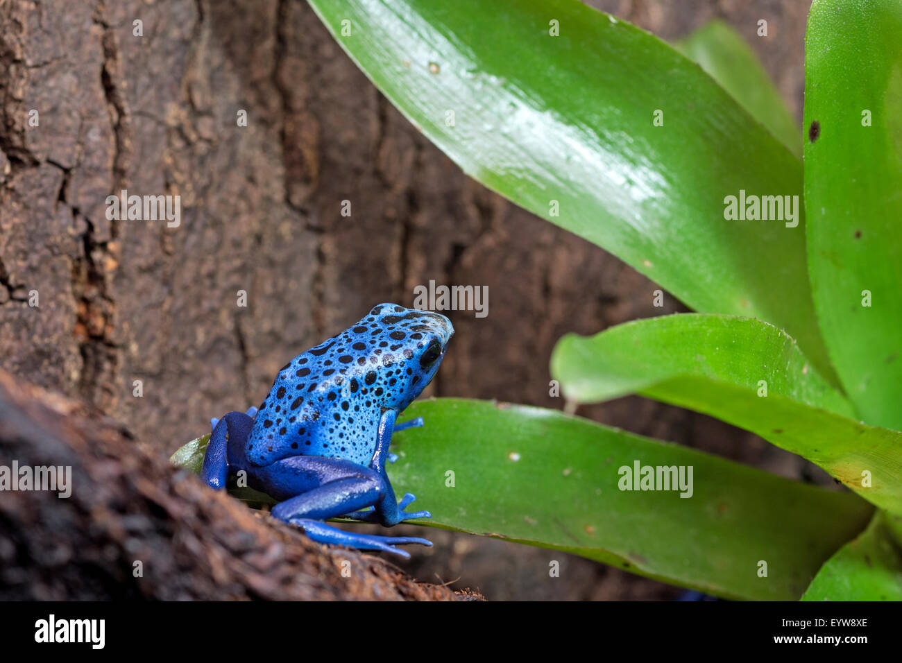 Blue poison dart frog- Banque D'Images