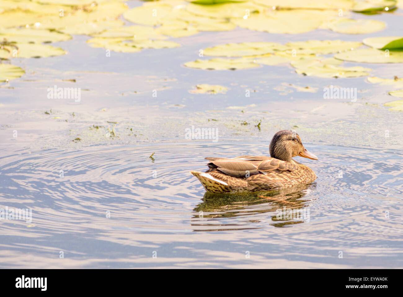 Un canard femelle nage dans les eaux vert doré, du Dniepr à Kiev à l'aube Banque D'Images