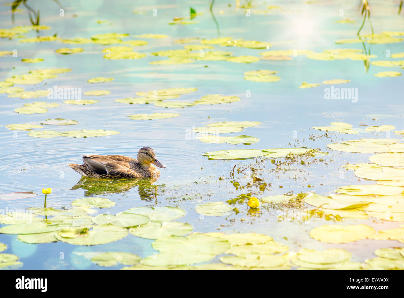 Un canard femelle nage dans les eaux vert doré, du Dniepr à Kiev à l'aube Banque D'Images