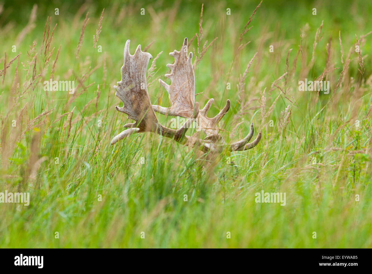 Le daim (Dama dama), le bois de velours d'un fallow buck, captive, Bavière, Allemagne Banque D'Images