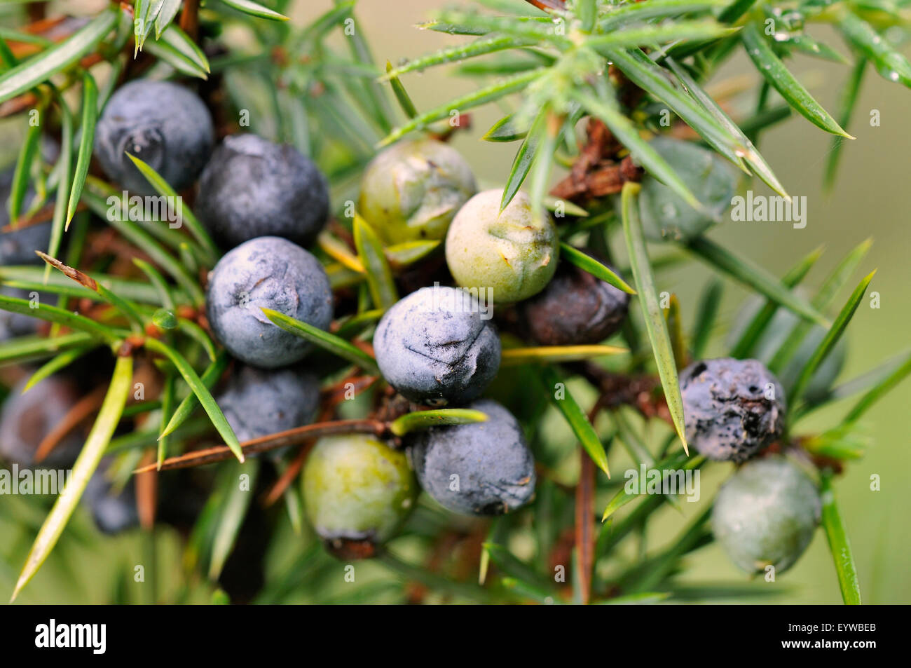 Le genévrier commun (Juniperus communis) avec maturité et en forme de petits fruits pas mûrs cônes, Rhénanie du Nord-Westphalie, Allemagne Banque D'Images