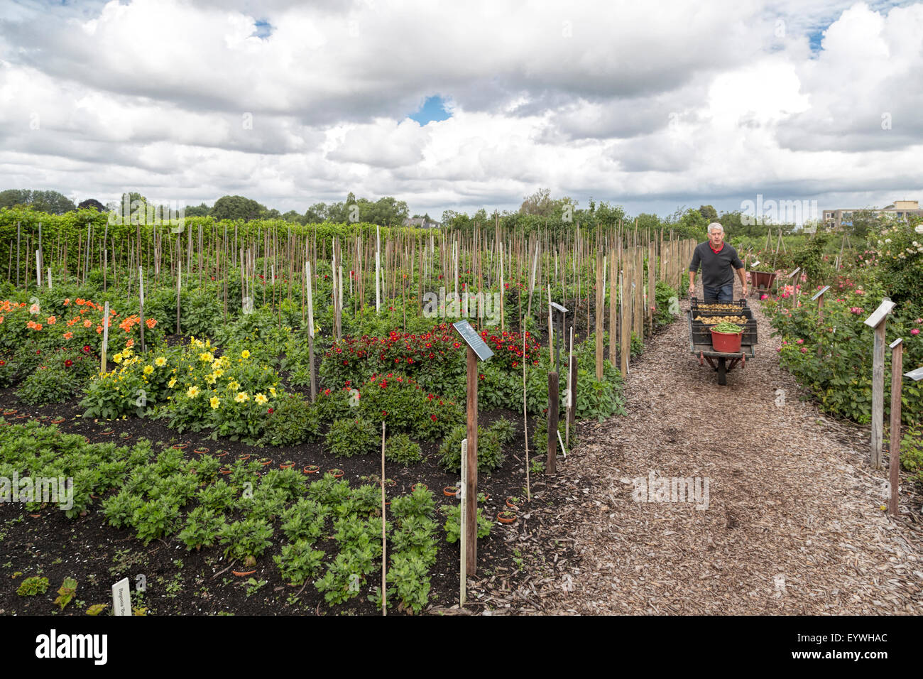 Chauffeur particulier à l'œuvre dans le jardin historique Aalsmeer, un jardin botanique à Aalsmeer, Hollande du Nord, aux Pays-Bas. Banque D'Images