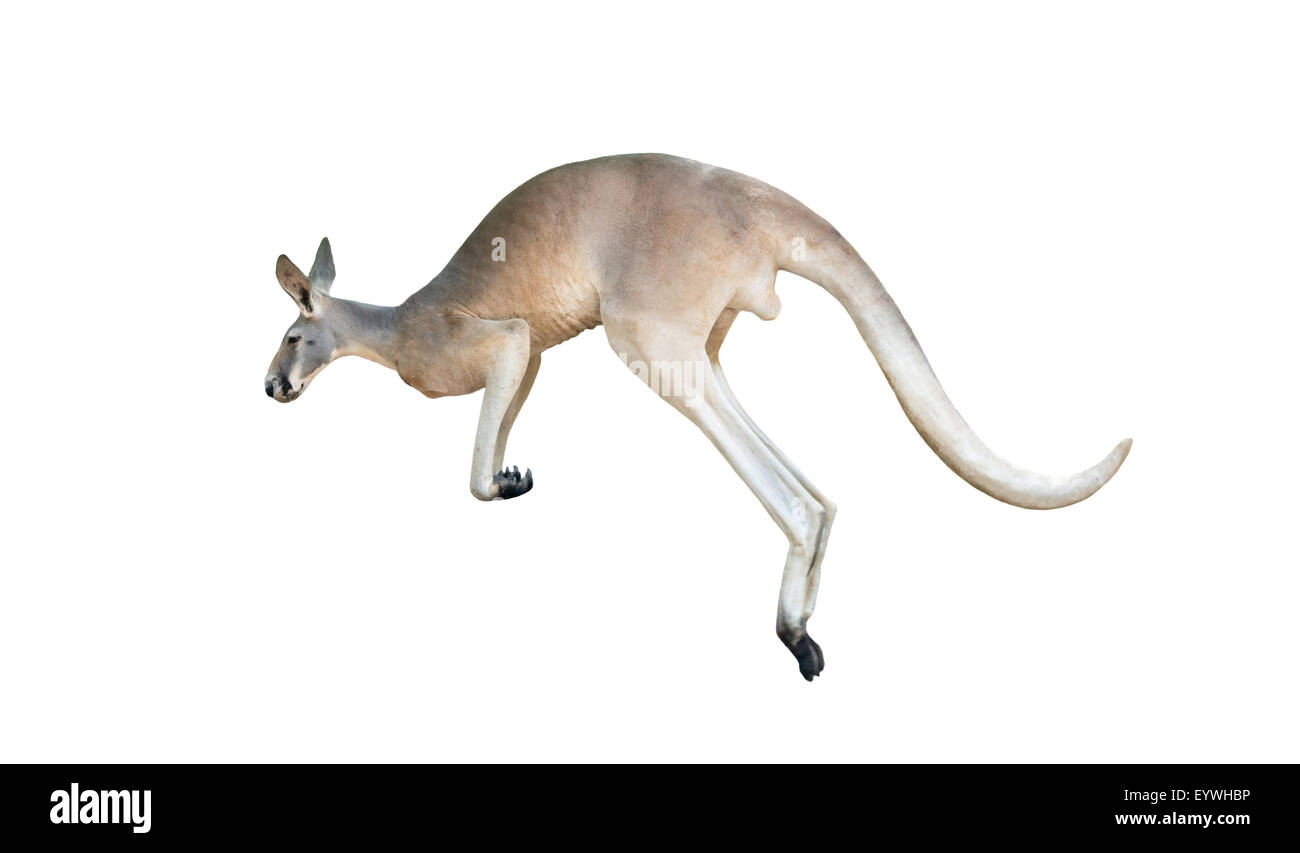Saut de kangourou rouge isolé sur fond blanc Banque D'Images