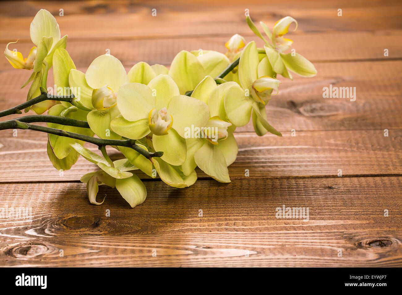 Fleurs d'orchidée sur fond de bois Banque D'Images