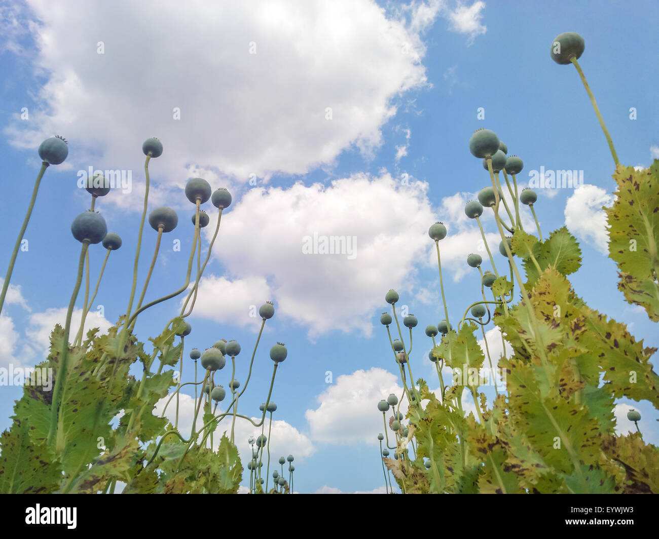 Du pavot à opium (Papaver somniferum) têtes de graine tourné à partir de ci-dessous contre beau ciel nuageux - centre Banque D'Images