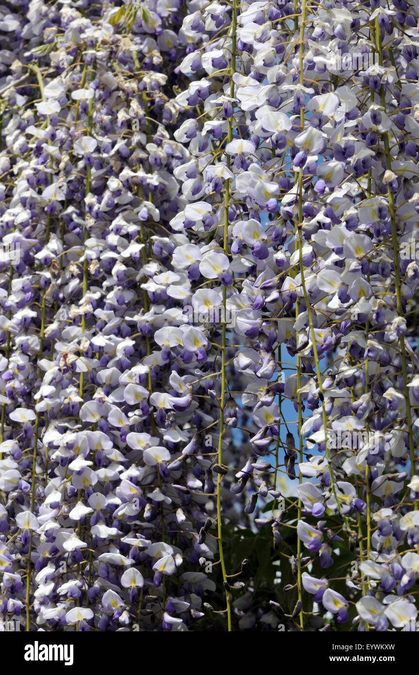 Fleurs de glycines. Kent, UK Banque D'Images