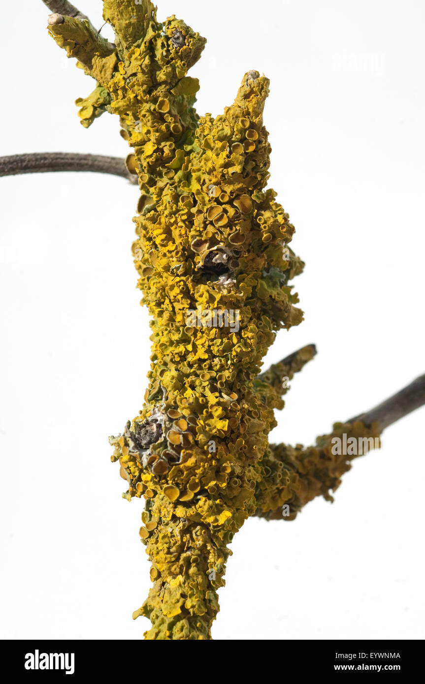 Gelbflechte, Xanthoria parietina,, Banque D'Images