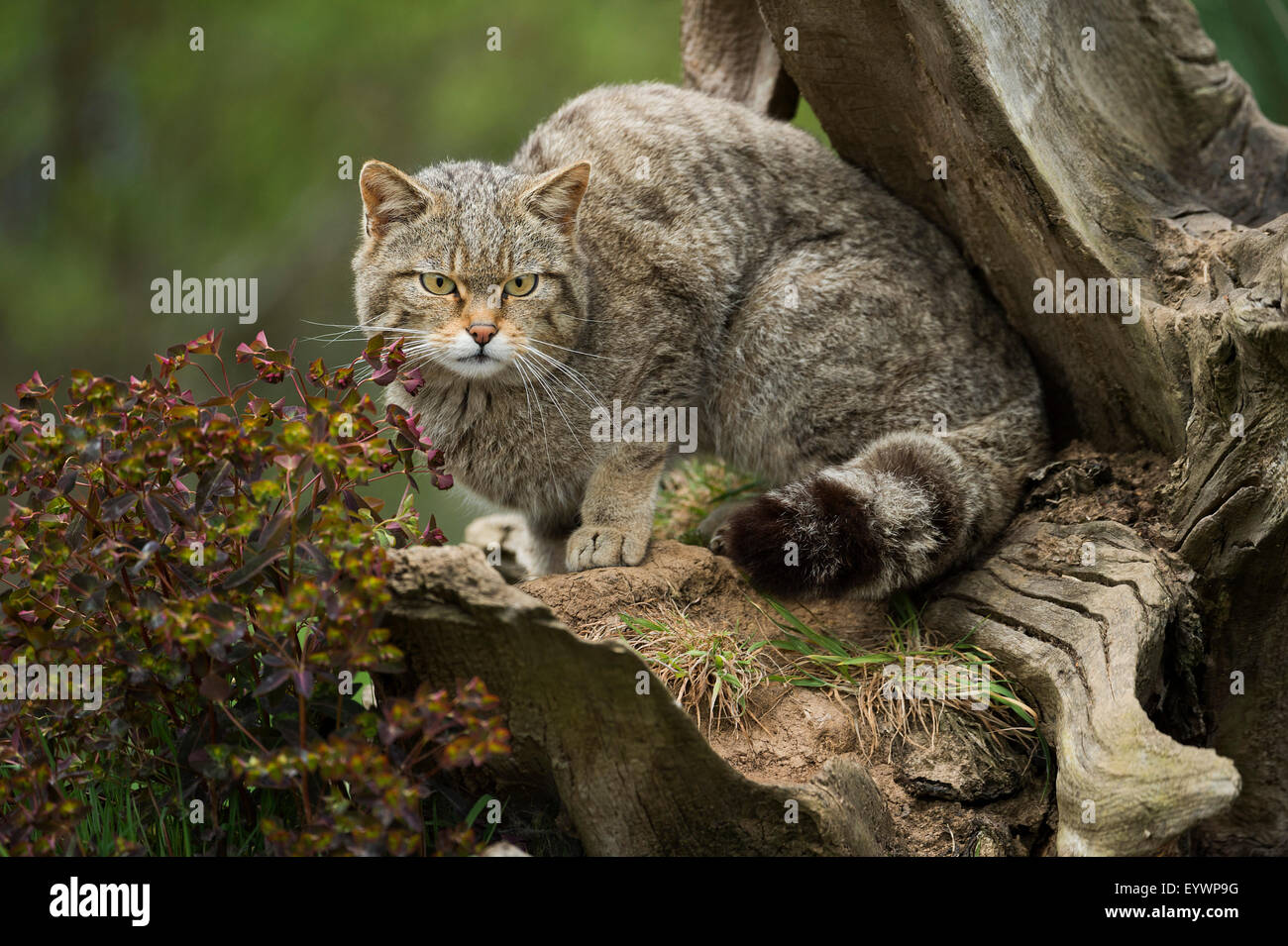 Wildcat wildcat (Écossais) (Felis silvestris), Devon, Angleterre, Royaume-Uni, Europe Banque D'Images