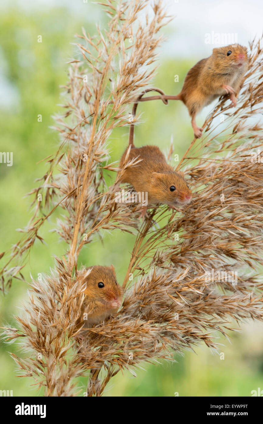 Souris d'Eurasie (Micromys minutus), Devon, Angleterre, Royaume-Uni, Europe Banque D'Images