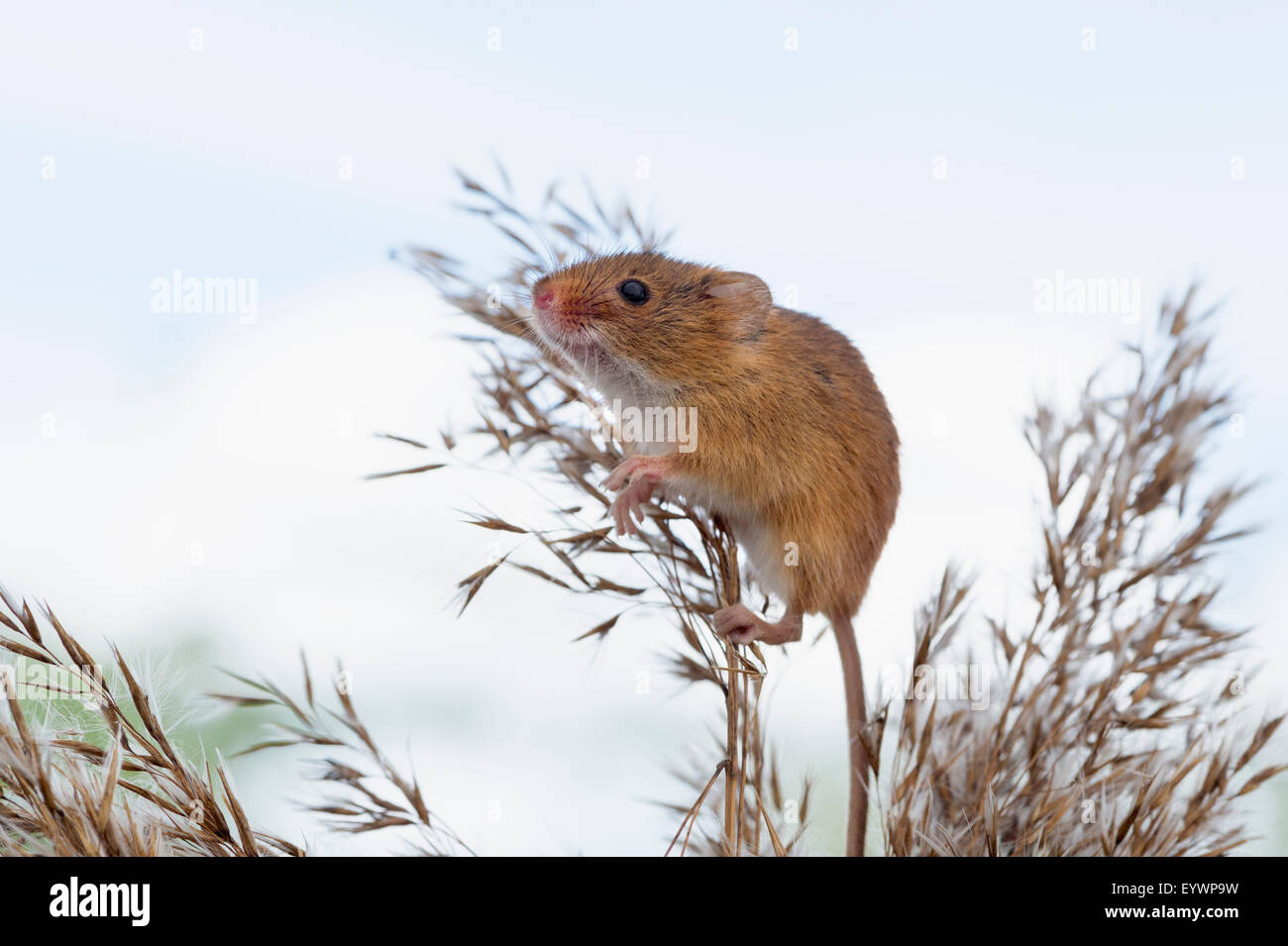 Souris d'Eurasie (Micromys minutus), Devon, Angleterre, Royaume-Uni, Europe Banque D'Images