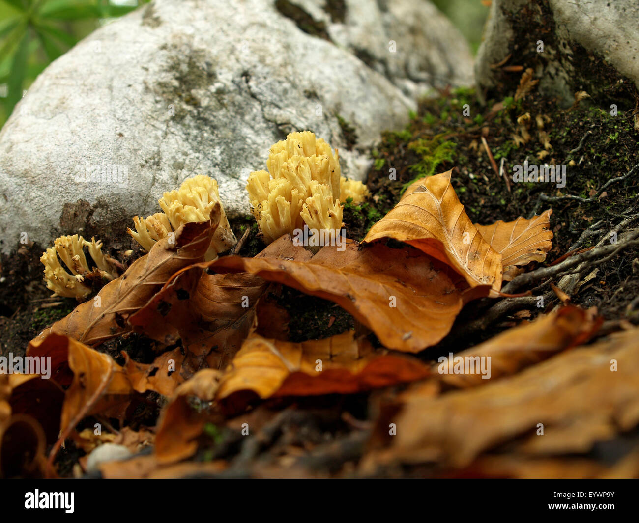 Les champignons, Ramaria sp., sur le sol dans une forêt. Banque D'Images