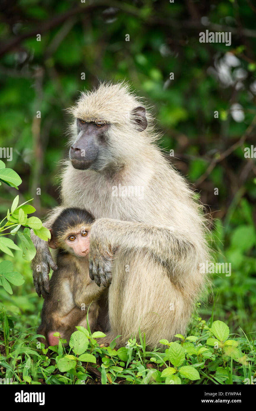 Mère et bébé babouin jaune (Papio cynocephalus), le parc national de South Luangwa, en Zambie, l'Afrique Banque D'Images