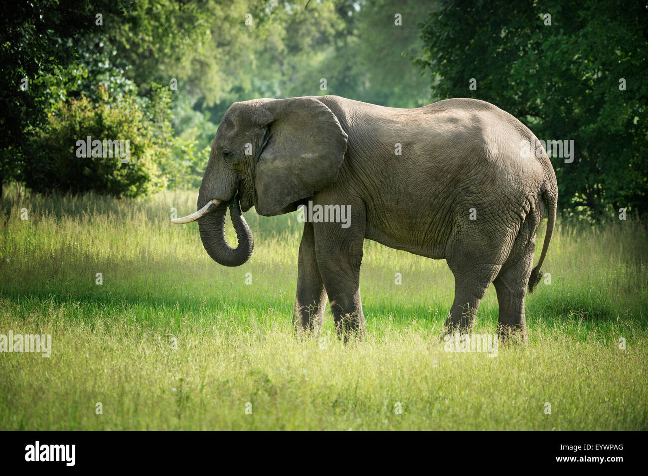 L'éléphant africain (Loxodonta), le parc national de South Luangwa, en Zambie, l'Afrique Banque D'Images L'éléphant africain (Loxodonta), le parc national de South Luangwa, en Zambie, l'Afrique Banque D'Images