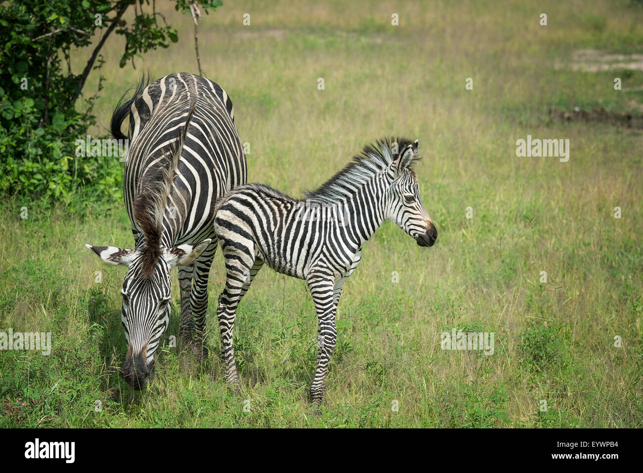 Zebra Crawshays mère et poulain (Equus quagga crawshayi), le parc national de South Luangwa, en Zambie, l'Afrique Banque D'Images