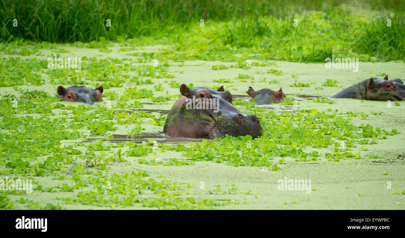Hippopotamus (Hippopotames) se vautrer dans Hippo pool, South Luangwa National Park, Zambie, Afrique Banque D'Images