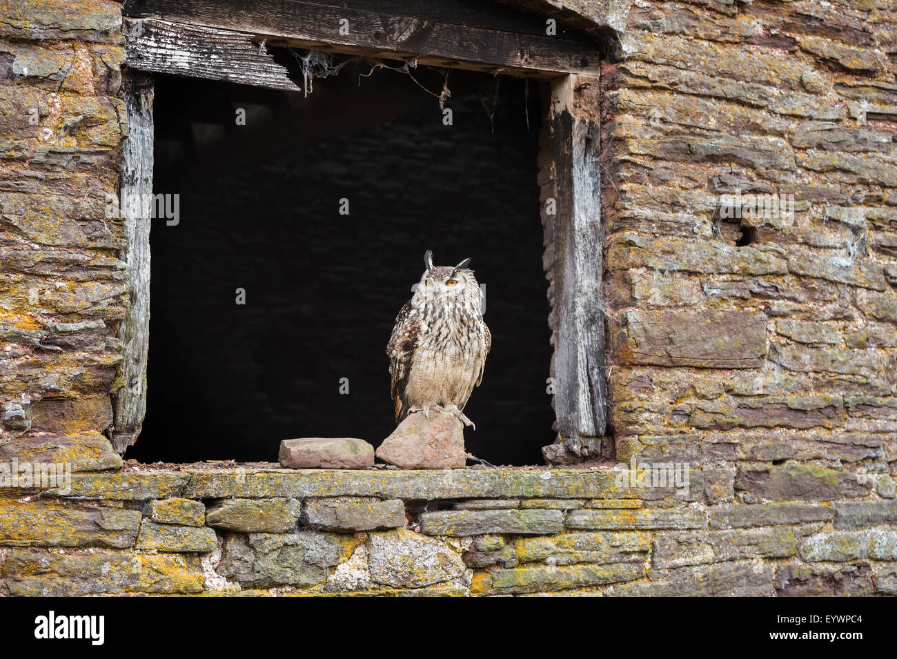 Indian eagle owl (Bubo bengalensis), Herefordshire, Angleterre, Royaume-Uni, Europe Banque D'Images