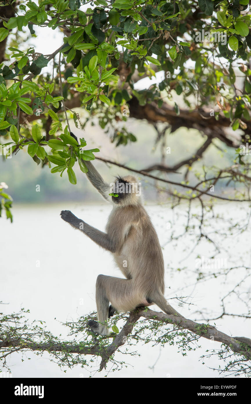 Gray langurs Hanuman (langurs) (singe langur) (Semnopithecus animaux singe), Ranthambhore, Rajasthan, Inde, Asie Banque D'Images