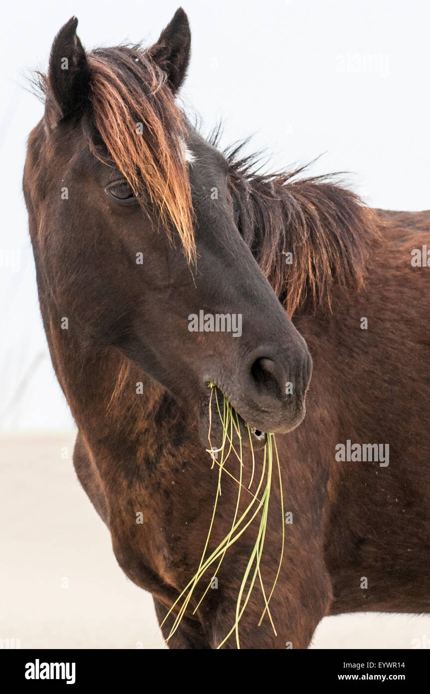 Mustang sauvage (Equus ferus caballus) dans Currituck National Wildlife Refuge, Corolla, Outer Banks, Caroline du Nord, États-Unis Banque D'Images