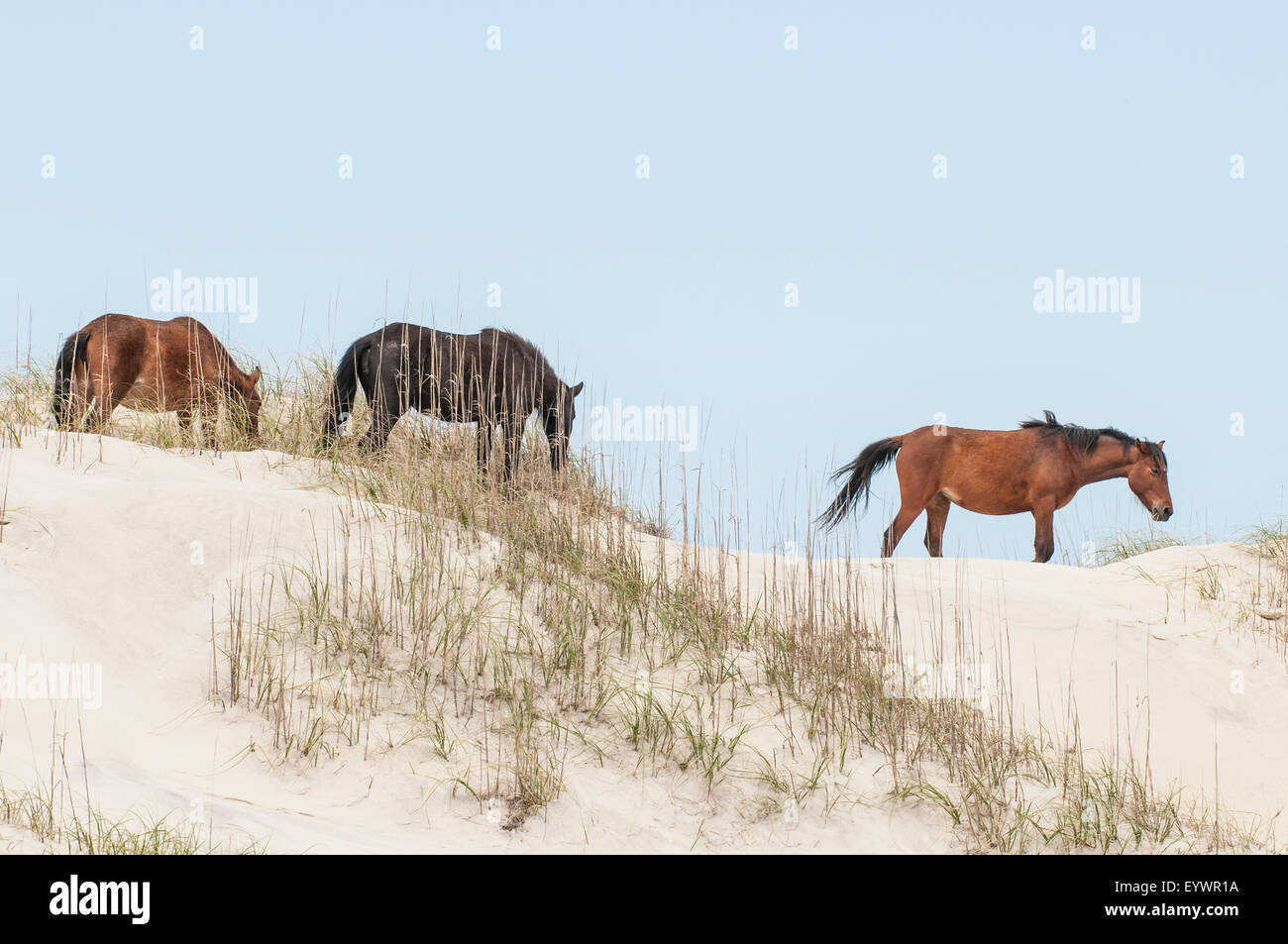 Mustangs sauvages (Equus ferus caballus), The Bad plus National Wildlife Refuge, Corolla, Outer Banks, Caroline du Nord, États-Unis Banque D'Images